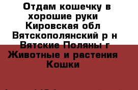 Отдам кошечку в хорошие руки - Кировская обл., Вятскополянский р-н, Вятские Поляны г. Животные и растения » Кошки   